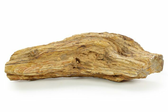Triassic-Age Petrified Wood Log - Madagascar #379275